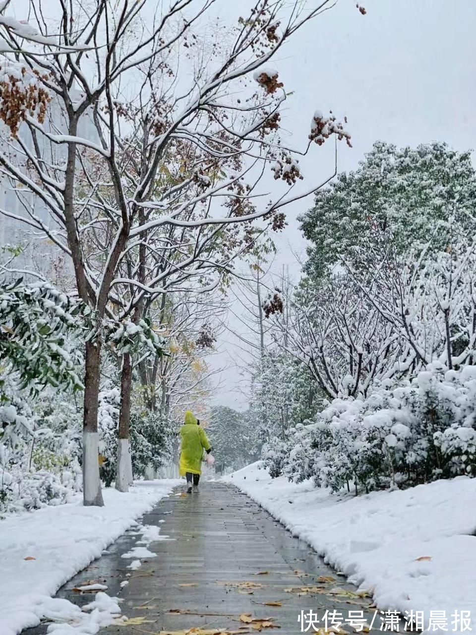 李蕾|组图｜雨花雪景还没赏够？看这里！惊艳nice“绝绝子”