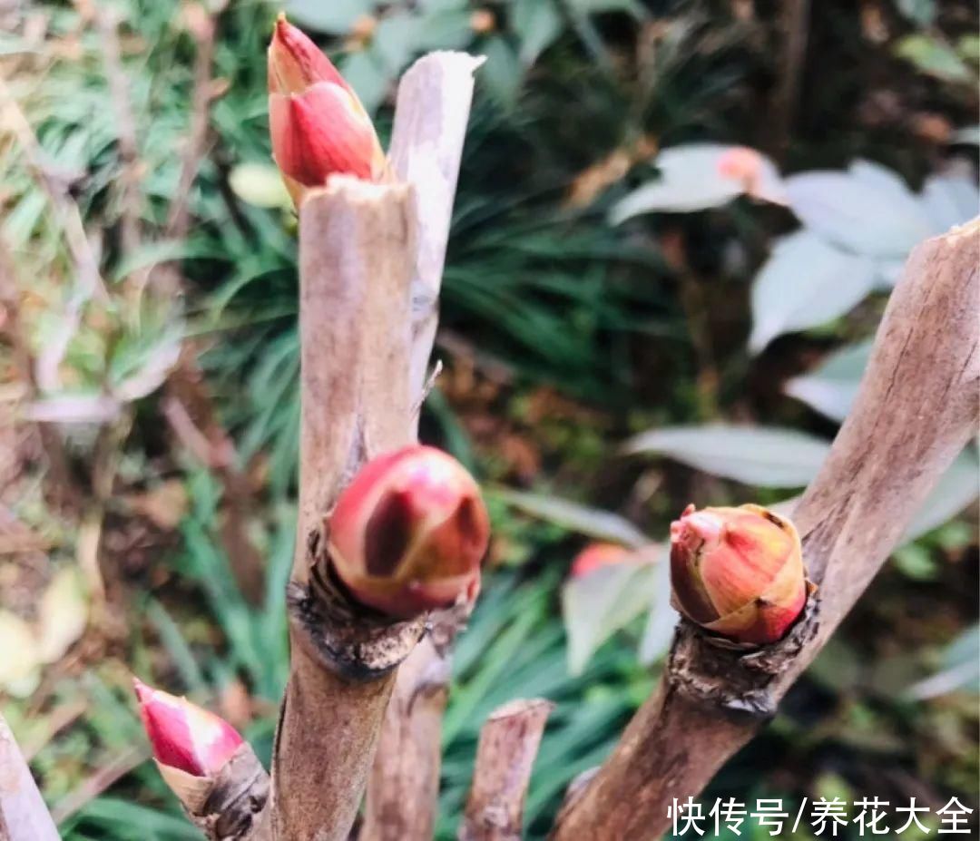 带花芽的枝条不能修剪，未来全是花苞，一剪就亏了