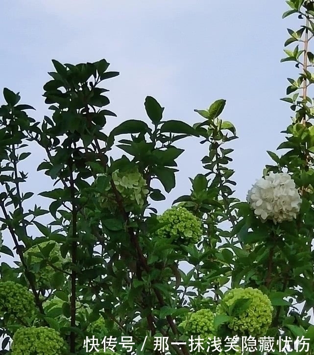 天女春日乘风到，满树玲玲花如玉