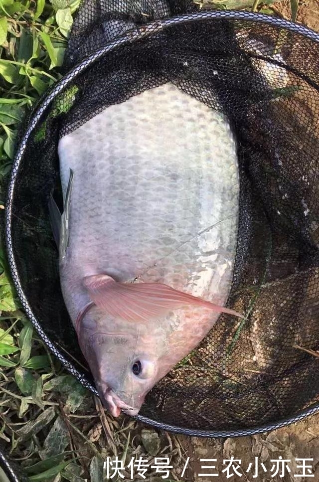 淡水鱼|淡水鱼介绍系列之(十)罗非鱼