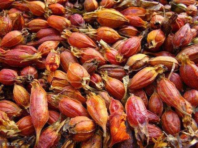 骨蒸|中医药性表,学会不用看医生,简单易懂一学就会