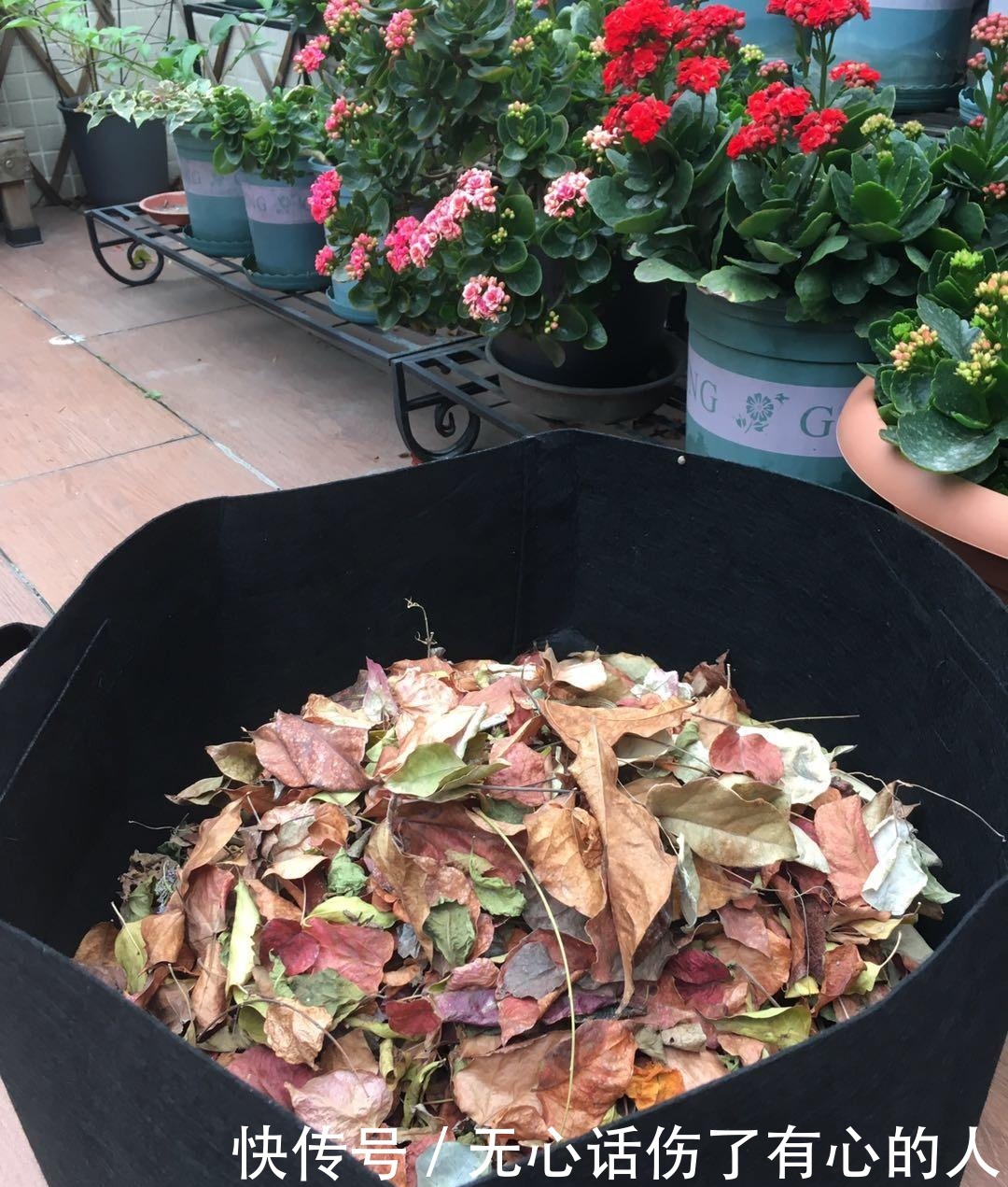 草木灰|花市老板永远不会说的5个秘密,条条是精髓,盆盆养出好状态