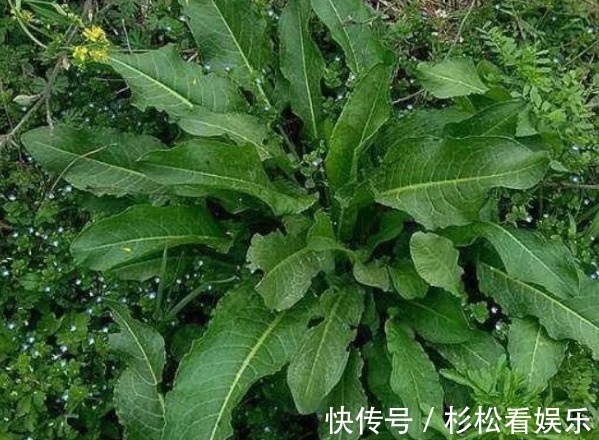 野菠菜|农民这种野草,过去用来喂猪,如今卖到20一斤,人称“野菠菜”