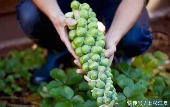 便宜|虽然此种“抗癌蔬菜”比肉贵，但是它比药便宜啊！