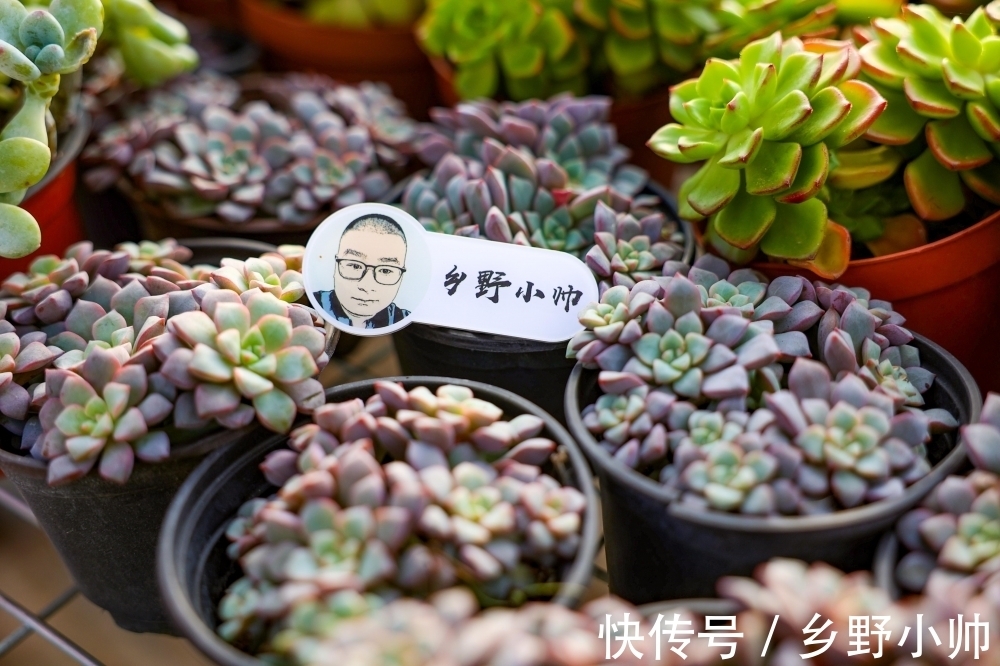 春萌缀、蓝宝石,两种特别可爱的多肉,这么养状态更好