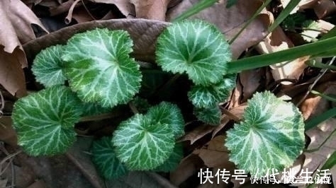 中医|路边这长相似“耳朵”的草，你认识么？中医说它对治疗冻疮有奇效