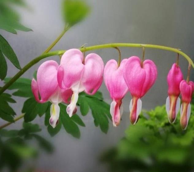 散光|北阳台阳光少,可是此7种花,照样一个劲儿开花,连开几个月