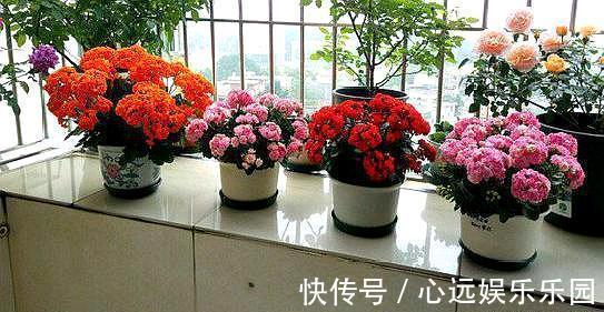 爆盆|养长寿花，换盆记住“正确时间”，操作得当，才能快生长，开爆盆