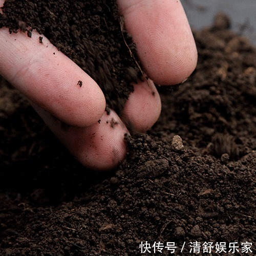 疯长|别再白花钱买花肥了，家里五毛钱一个的鸡蛋，养花猛蹿疯长。