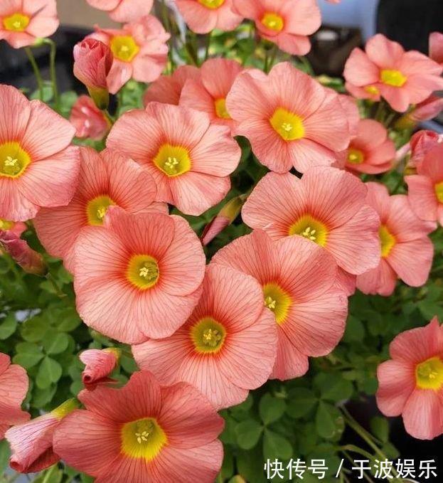 迷人|4种花好养易活,旺财又养人,花朵迷人,阵阵花香,花朵大!