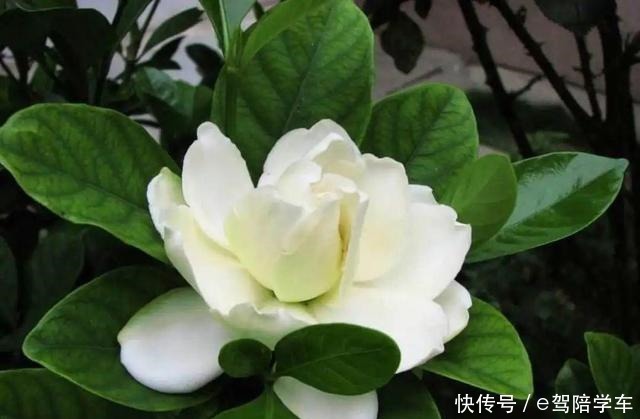 公认难养的6种花,新手慎买,养不活还浪费钱!