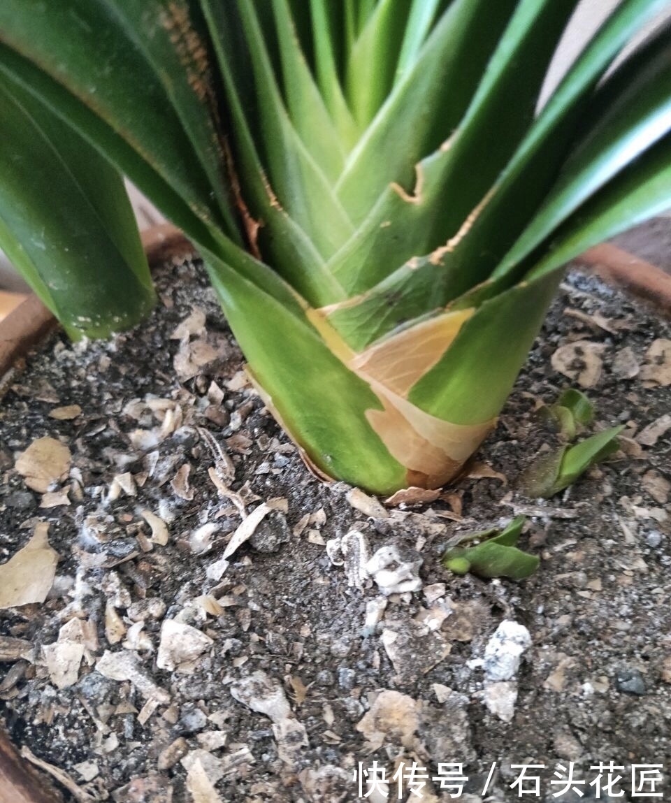 秋天给君子兰“追1种肥”,花盆里冒出“二胎”新芽,赚大发了