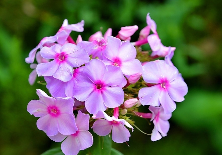 花裙子|此花姿态优美，盛开时如花海一样，令人流连忘返，代表着阖家团圆