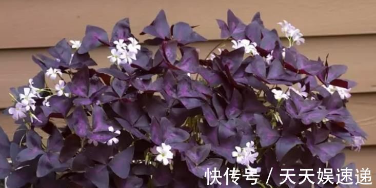 银星|最适合养在室内的7种花，有点散射光就能蹭蹭地长