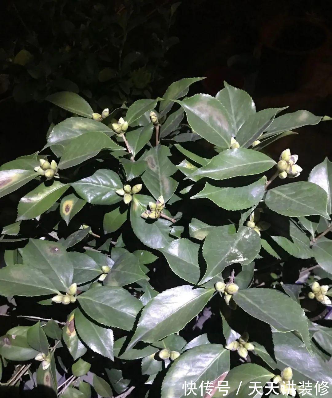 肥大花|7种“漂亮花”，天热要加“大肥”，肥大花大，缺肥耽误一年花