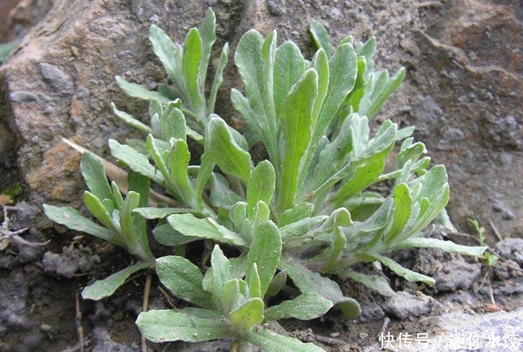 野草|农村田间经常见到的这种野草,一年开两次花,却有去脂降压的功效