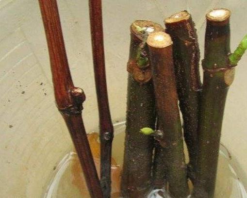想要扦插无花果，4个细节让成活率翻倍，花友们都了解嘛