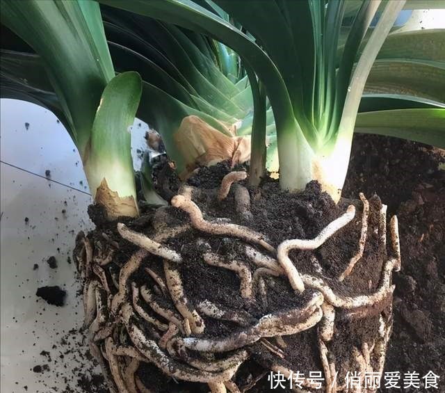 叶芯|君子兰一直长不好,跟“换盆”有关系,很多人都做错了