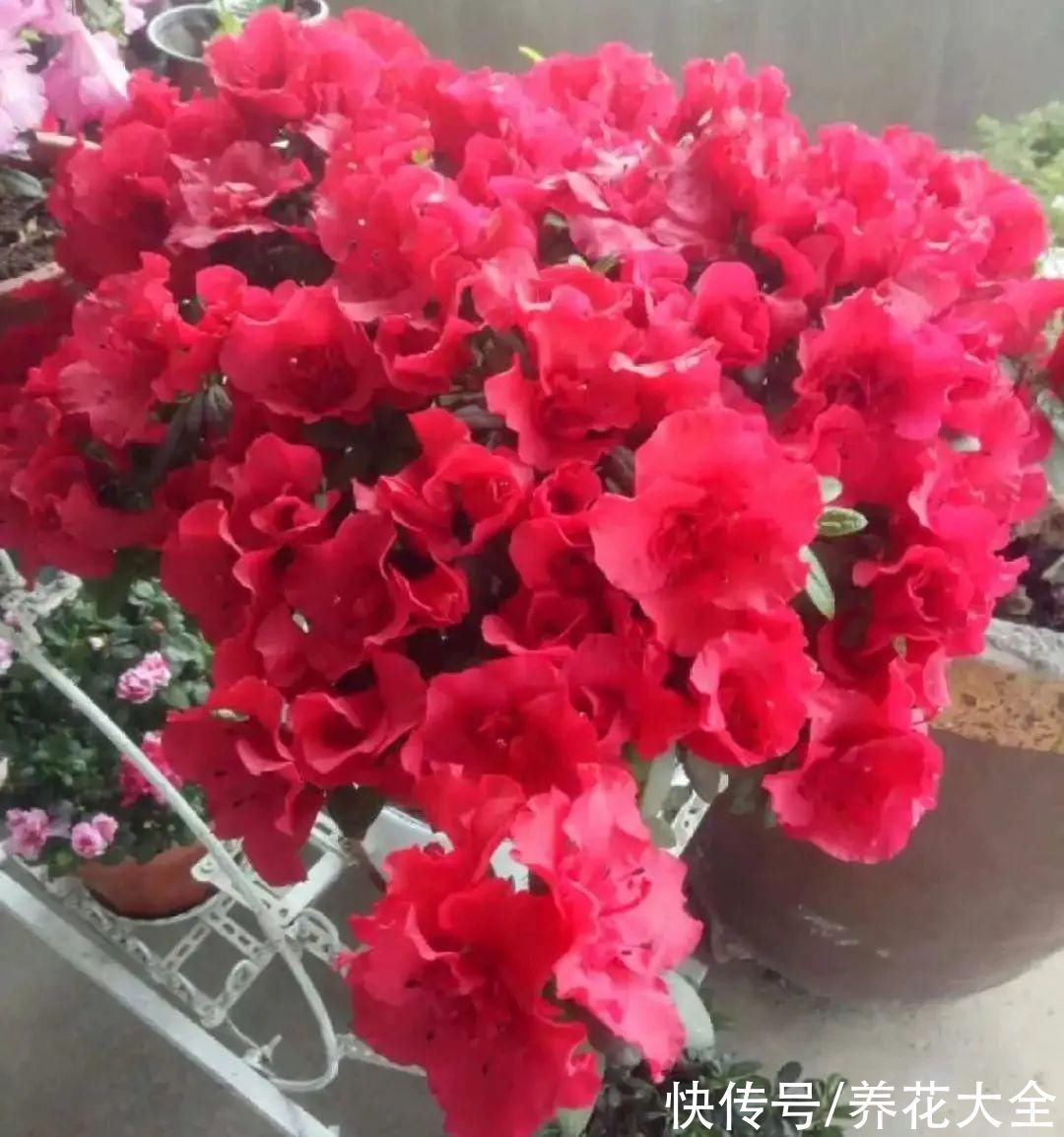 10种“怕晒花”,越晒死越快,半阴地儿反倒长得旺