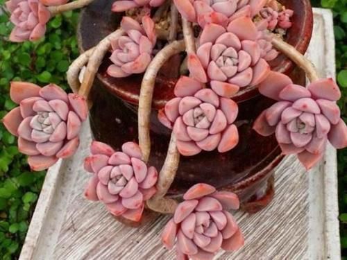 买多肉别只听名字,这6种多肉一个品种好几个名,擦亮眼睛别上当