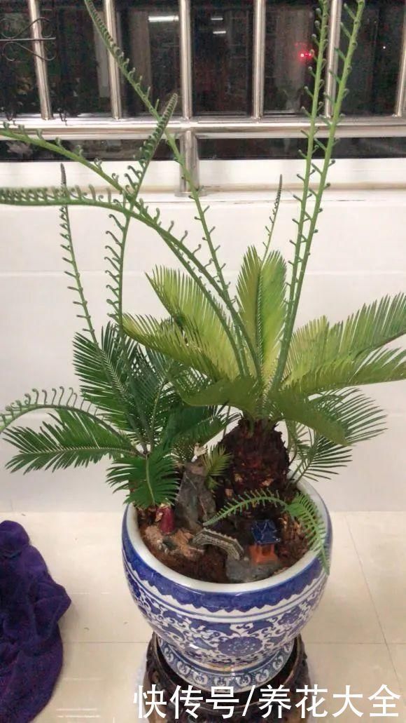 橡皮树|养花就怕乱浇水,越浇死得越快,赶紧住手