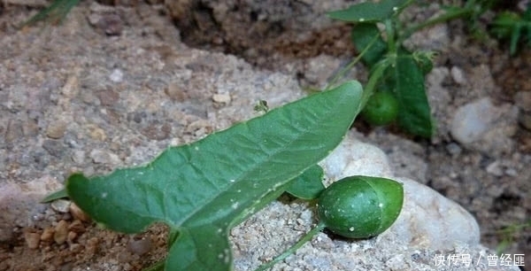 在农村河边有很多这种野草，你们见过吗？个人感觉这东西非常烦人