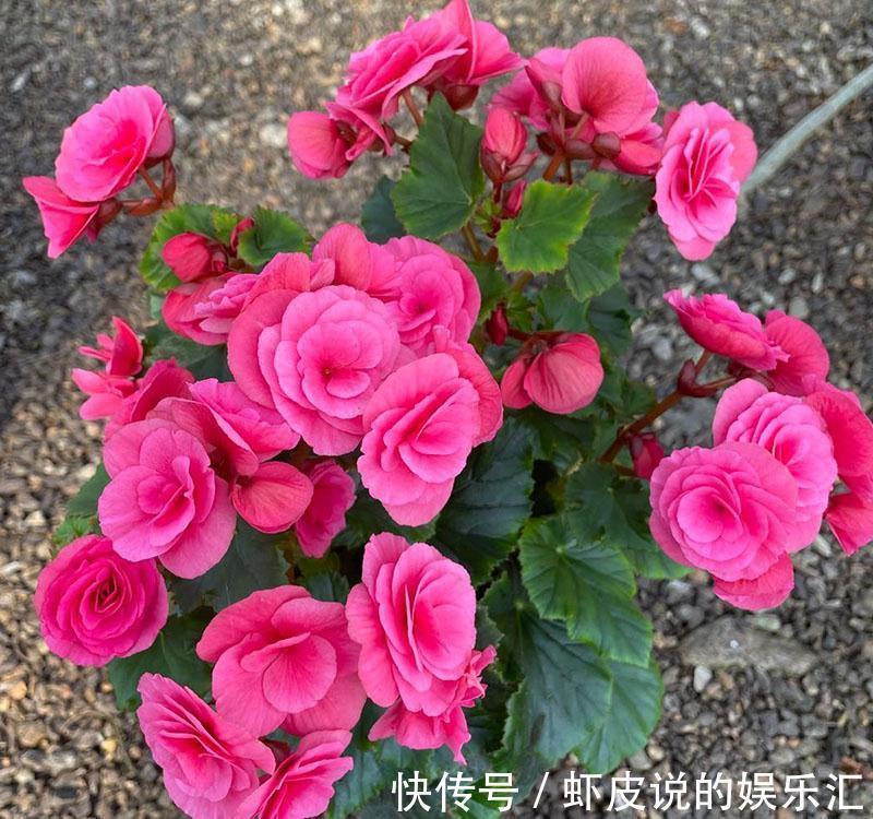 冬天花市“猫腻”多,5种“激素花”,多好看也别买,白白浪费钱