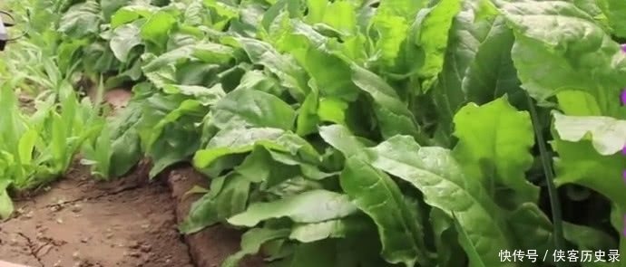 乡下有一种美味,只吃菜杆不吃叶子,做成凉菜味一绝深受女性追捧