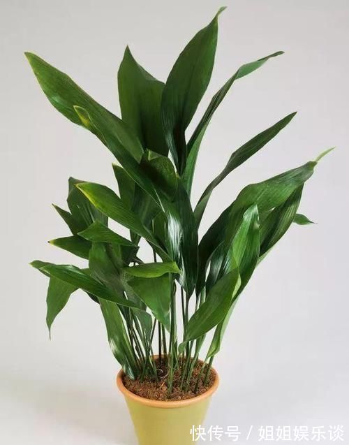 浇水|17种适合生长在弱光处的室内植物,可以摆放在家里的任何角落