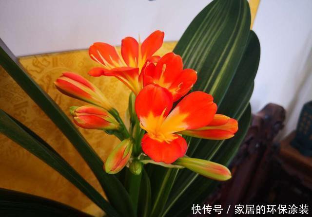 肥厚|养君子兰，2种水换着浇，根壮实、叶肥厚，入冬花开爆盆