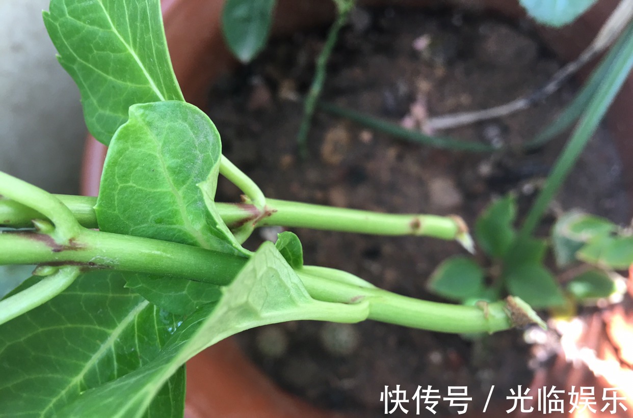 扦插绣球花很简单,“3步”就扦插活,长根发芽快,阳台一片花海