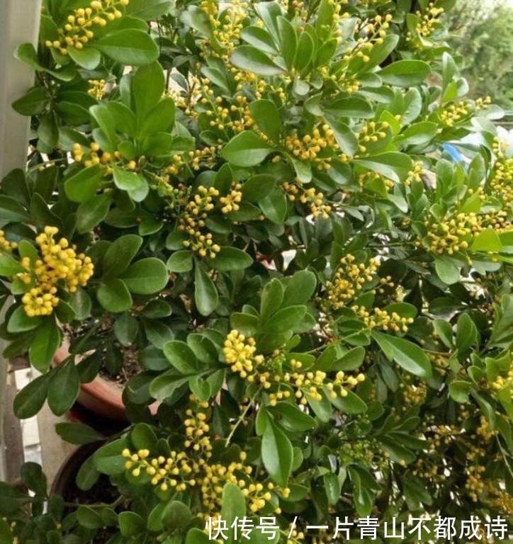 人养花,花也养人,“3种花”家养里,空气清新,还有助于睡眠!