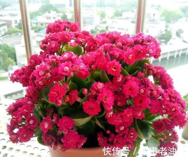 琴叶榕|6种能养人的花,越养越有“好运气”,建议养一盆