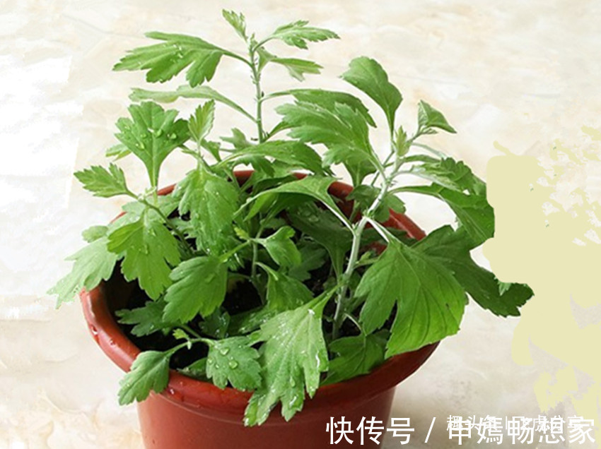 辟邪|农村到处都有的一种草,挖回去做盆栽,人人都喜欢