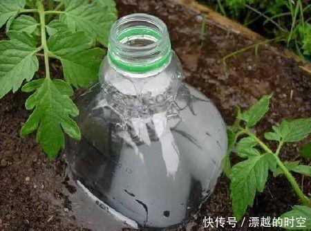 给花安个浇水神器,放心出门度假,再也不怕缺水萎蔫了!