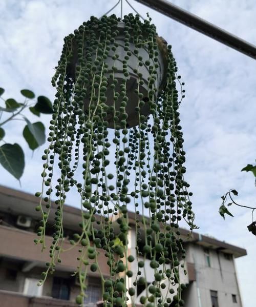 如何让佛珠吊兰越长越美？把握好4个环节，装扮窗台不是梦