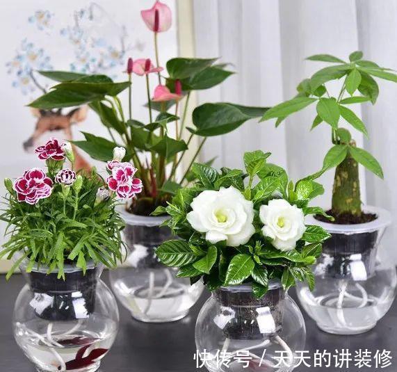 基质|“无土派”养花:善用8种栽培基质,混搭出好用的养花“大土”!