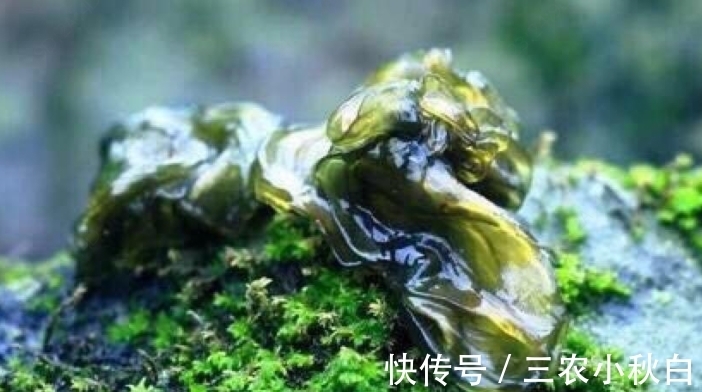 农民|农村一种野菜,估计很多人不认识,农民采摘了卖几十块一斤