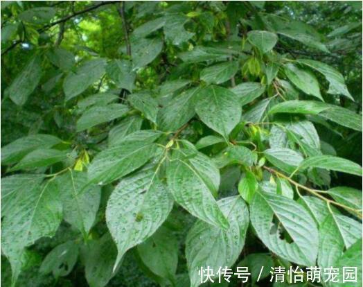 次生代谢物|农村老年人常泡的降压药材—杜仲叶,降血压、抗炎症功效,前景好