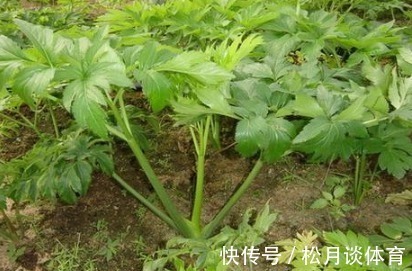 农村|农村的一种“长生不老药”,有很高的价值,有钱也不一定可以买到