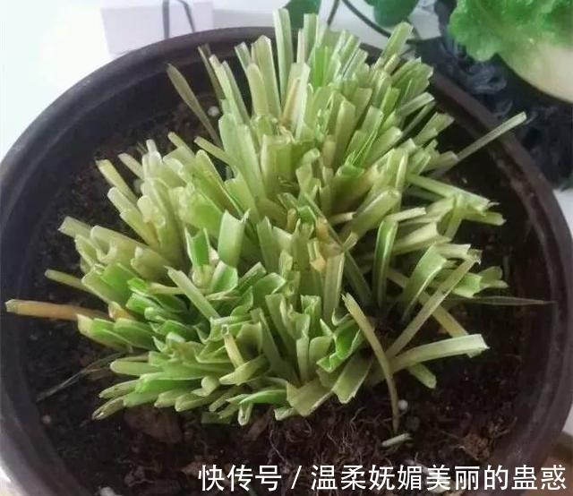 绿萝|此5种花，把“叶子全剪掉”重新养护，2个月轻松爆盆！