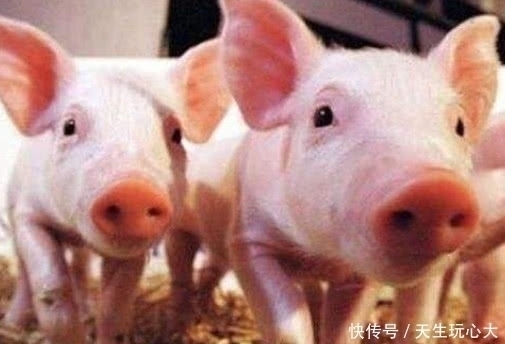 良药|猪身上“最臭”一块肉，是糖尿病人的“绝佳良药”，记得告诉父母