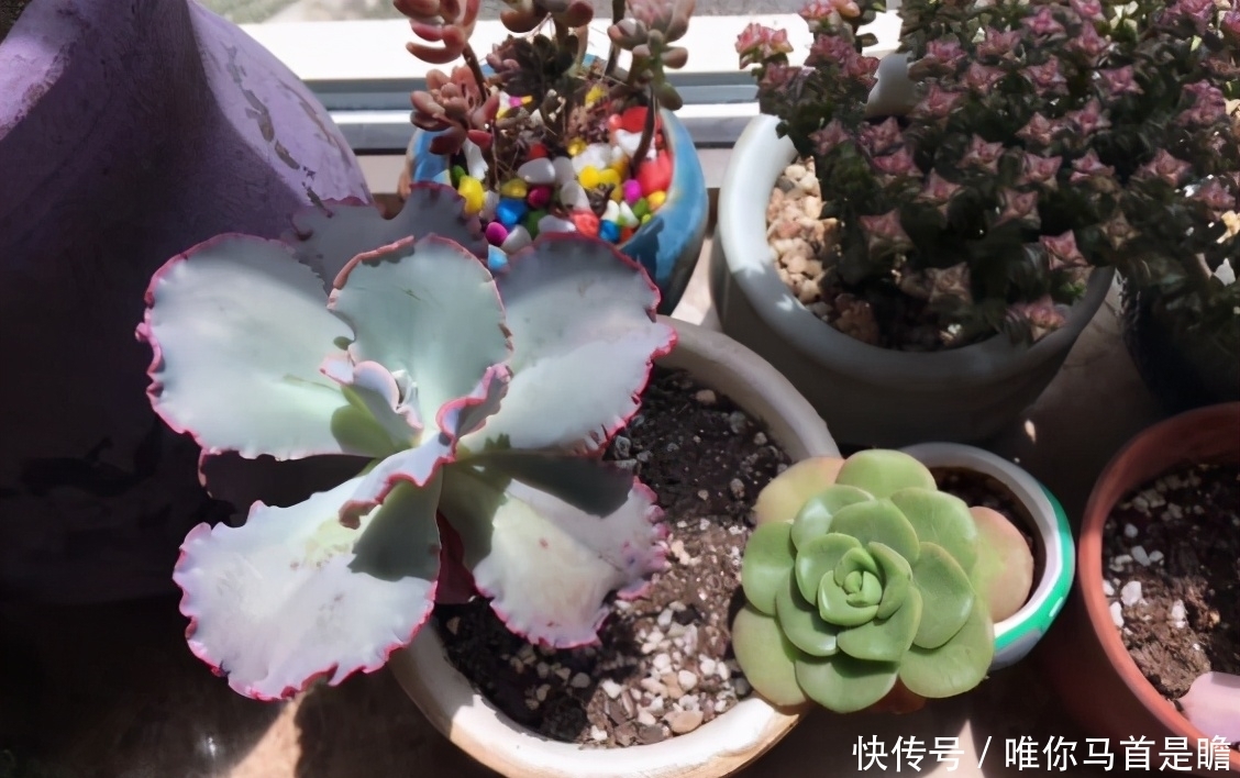 此3种情况是在提醒肉友该换盆土了,别忽略!