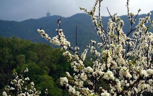 藏在深圳罗湖区的“樱花谷”，踏春赏花怎么能不去这里了？美翻了