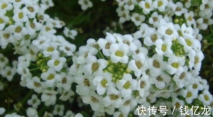 香雪球|春节不能错过的4种招财花，好活易爆盆，花姿妖娆