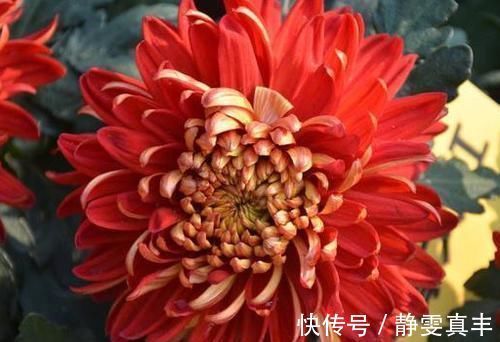 5种“耐寒花”，趁着秋天种一盆，爆花3个月，冬天不寂寞