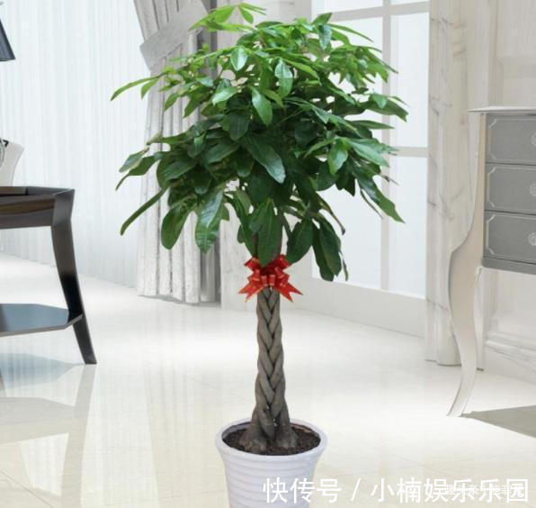 容易被水浇死的“14种花”，手太勤反而养不活