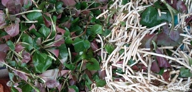 抗感染|魚腥草有什么功效?不只消炎抗感染,還能通治人體多處疾病