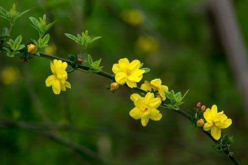 这4种花爱演戏,冬季“装死”,这时不管它,明年能早早开花