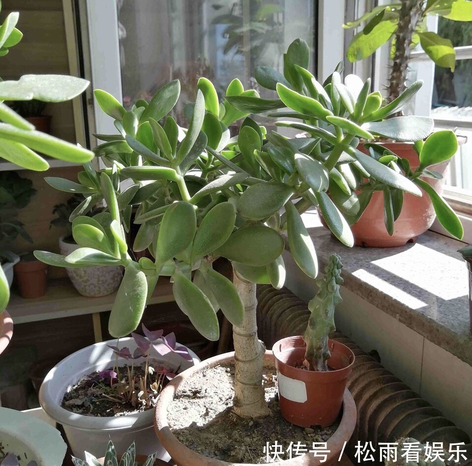 养了十多年的普通花草，竟然都能“开花”，看你家有吗